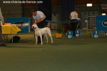 Athena del dogo and the bull - CACIB CAC