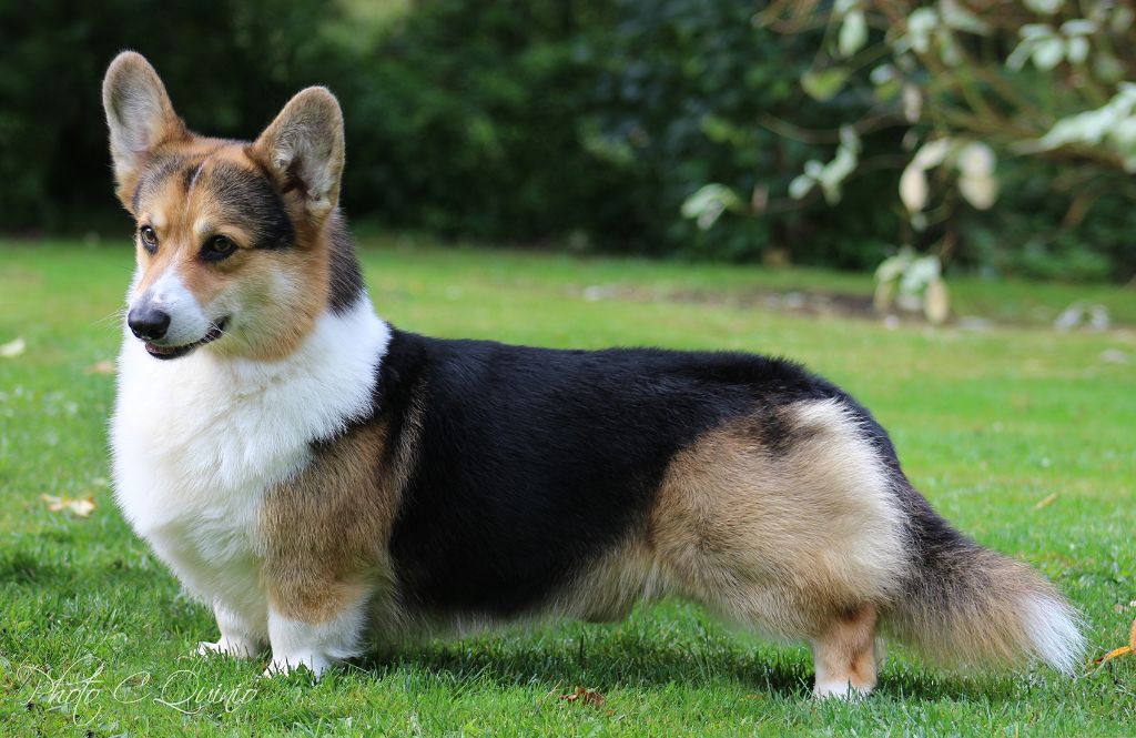 CH. Shamquin I've got you under my skin - Mâle Champion1