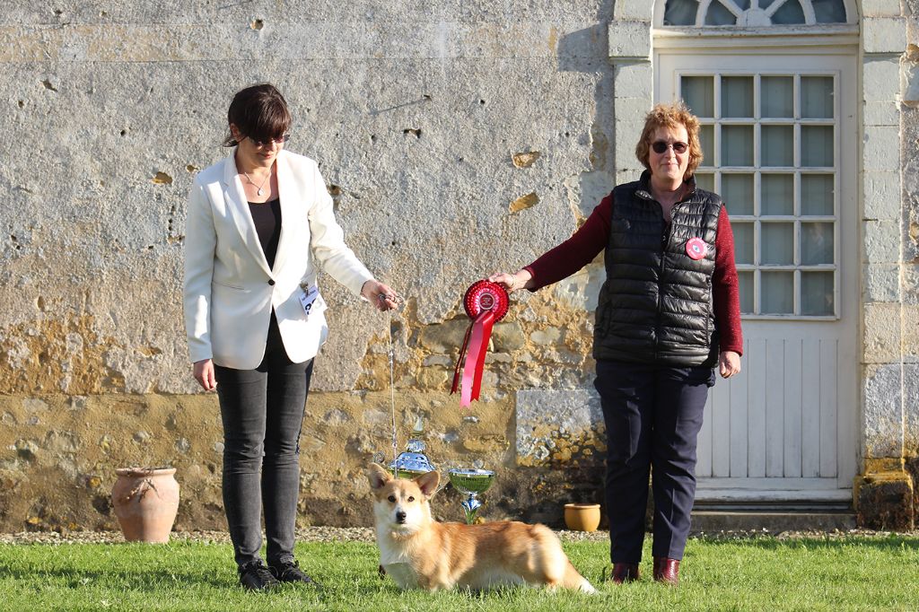 CH. Shamquin Njoy the lil things - CACS Best Opposite Sex