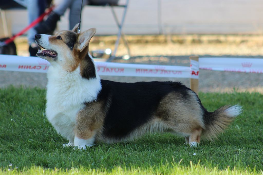 CH. Shamquin I've got you under my skin - 1exc Classe Champion