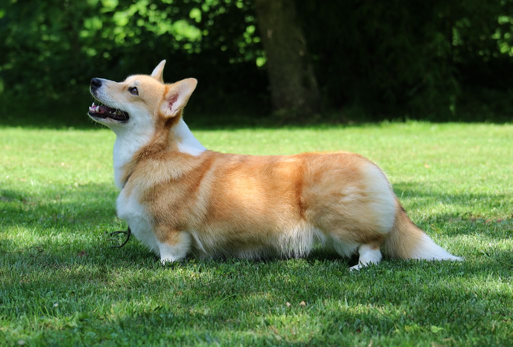 CH. Shamquin Njoy the lil things - CACS CACIB Meilleure de race