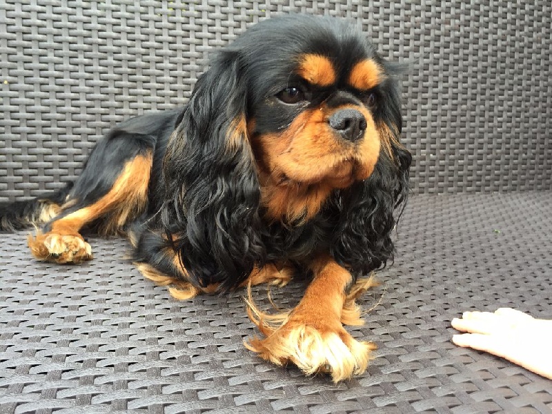 Publication : de Stophiane Auteur : Doriane