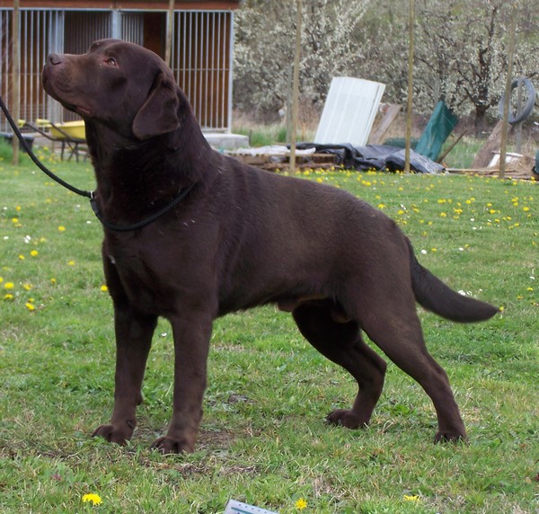 Publication : Jingle tinkle