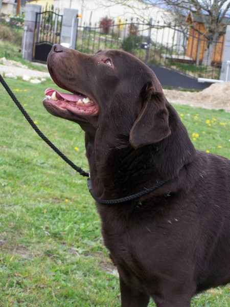 Publication : Jingle tinkle