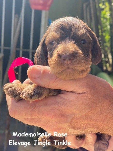 Chiot Teckel poil dur, Mademoiselle Sanglier Chocolat collier Rouge