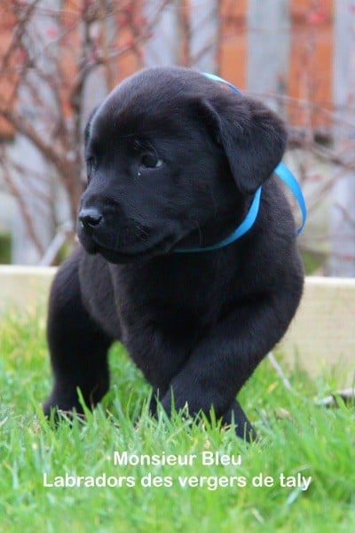 Chiot Elevage Jingle Tinkle Labrador Des Vergers De Taly Eleveur De Chiens Labrador Retriever