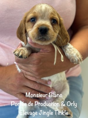 Monsieur collier Blanc - Epagneul Breton