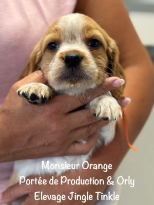 Monsieur collier Orange - Epagneul Breton