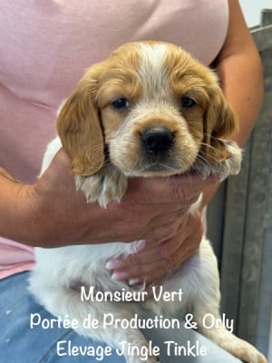 Monsieur collier Vert - Epagneul Breton