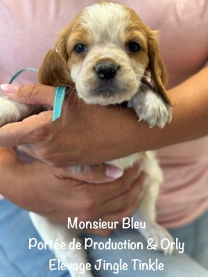 Monsieur collier Bleu - Epagneul Breton