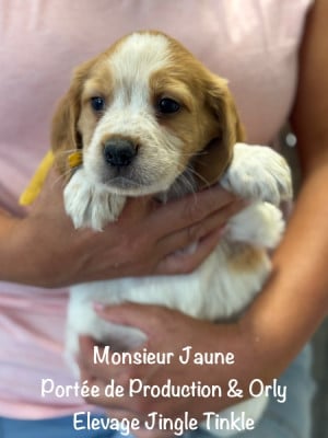 Monsieur collier Jaune - Epagneul Breton