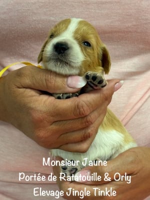 Les chiots de Epagneul Breton