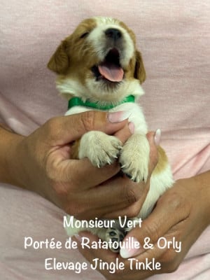 Les chiots de Epagneul Breton