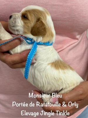 Les chiots de Epagneul Breton