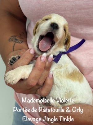 Les chiots de Epagneul Breton