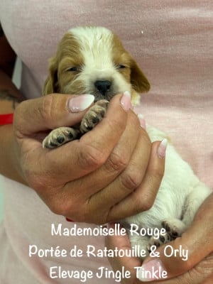 Les chiots de Epagneul Breton