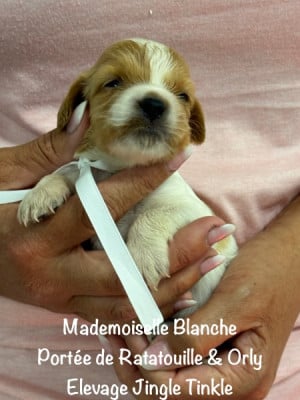 Les chiots de Epagneul Breton