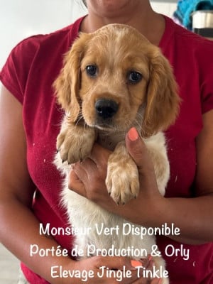 Les chiots de Epagneul Breton