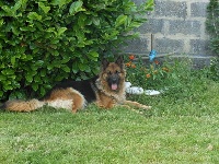 Étalon Berger Allemand Poil Long - Chadow (Sans Affixe)