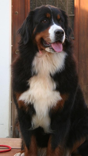 Publication : D'Ainhoa Auteur : BONNENFANT YANN