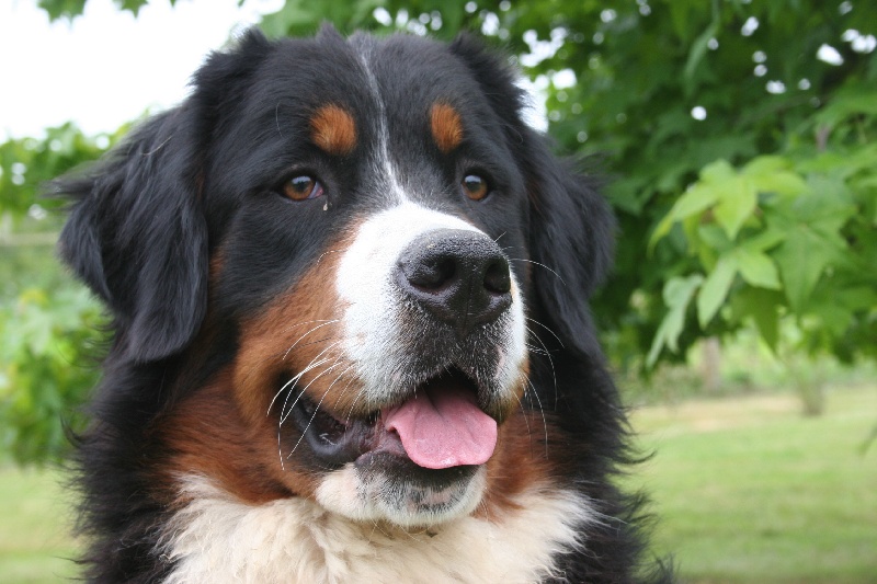 Publication : D'Ainhoa Auteur : BONNENFANT YANN