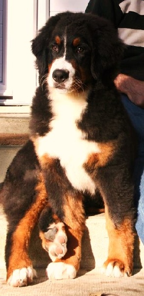 Publication : D'Ainhoa Auteur : BONNENFANT YANN