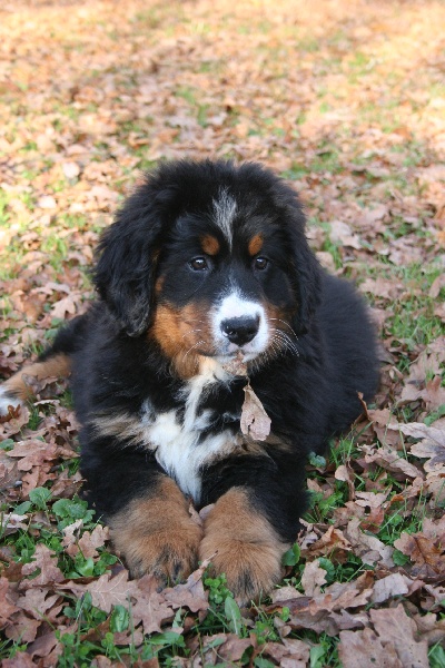 Publication : D'Ainhoa Auteur : M.BONNENFANT YANN