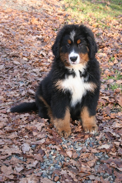 Publication : D'Ainhoa Auteur : M.BONNENFANT YANN