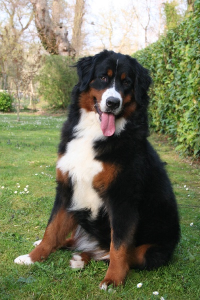 Publication : D'Ainhoa Auteur : BONNENFANT YANN