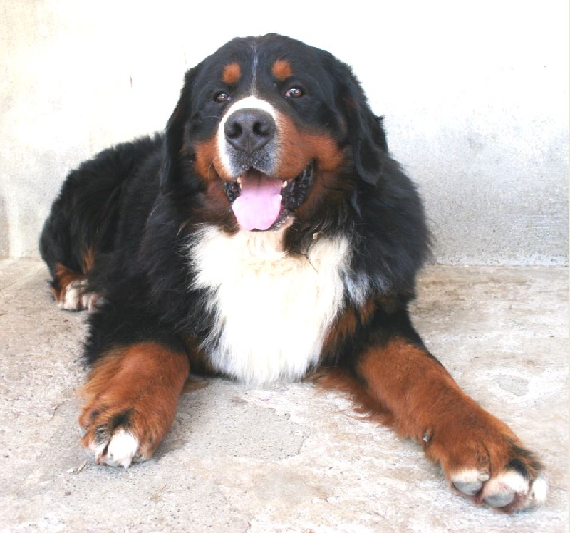 Publication : D'Ainhoa Auteur : BONNENFANT Yann