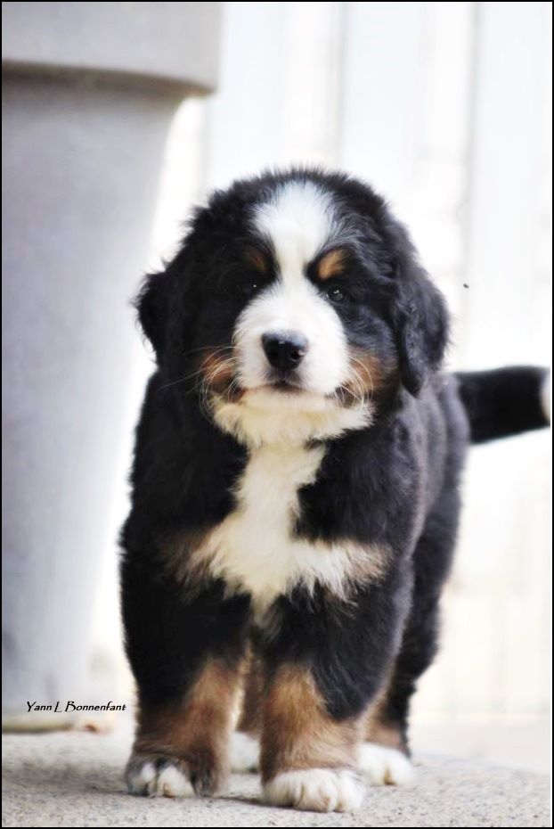 Pixar Wall-E D'Aïnhoa