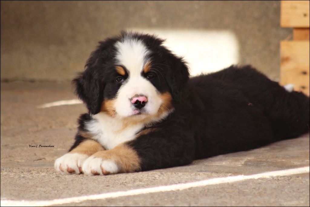 Pink Panther D'Aïnhoa