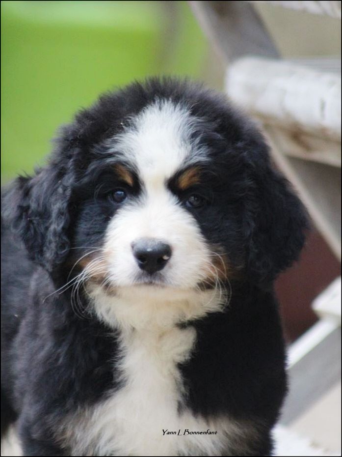 Pixar Wall-E D'Aïnhoa