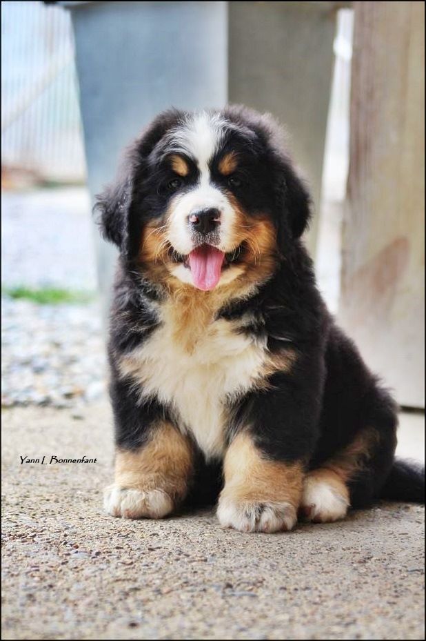 Pendragon King D'Aïnhoa