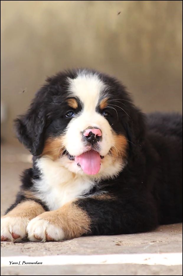 Pink Panther D'Aïnhoa