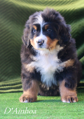 Les chiots de Bouvier Bernois
