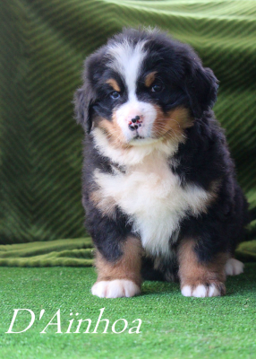 Les chiots de Bouvier Bernois