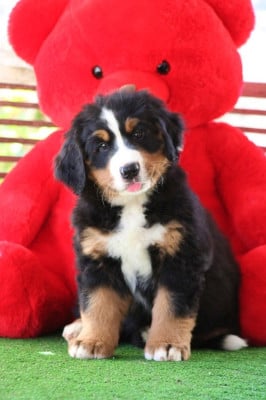 Les chiots de Bouvier Bernois