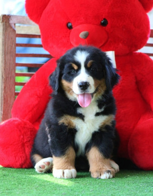 Les chiots de Bouvier Bernois