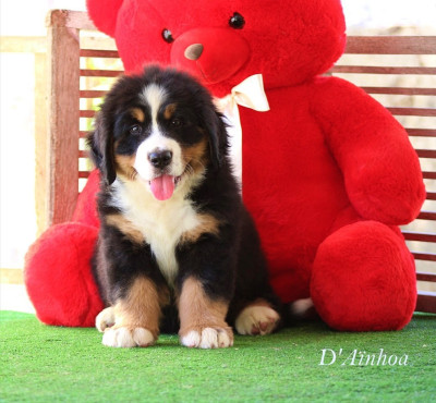 Les chiots de Bouvier Bernois