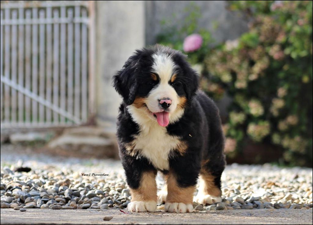 Pink Panther D'Aïnhoa