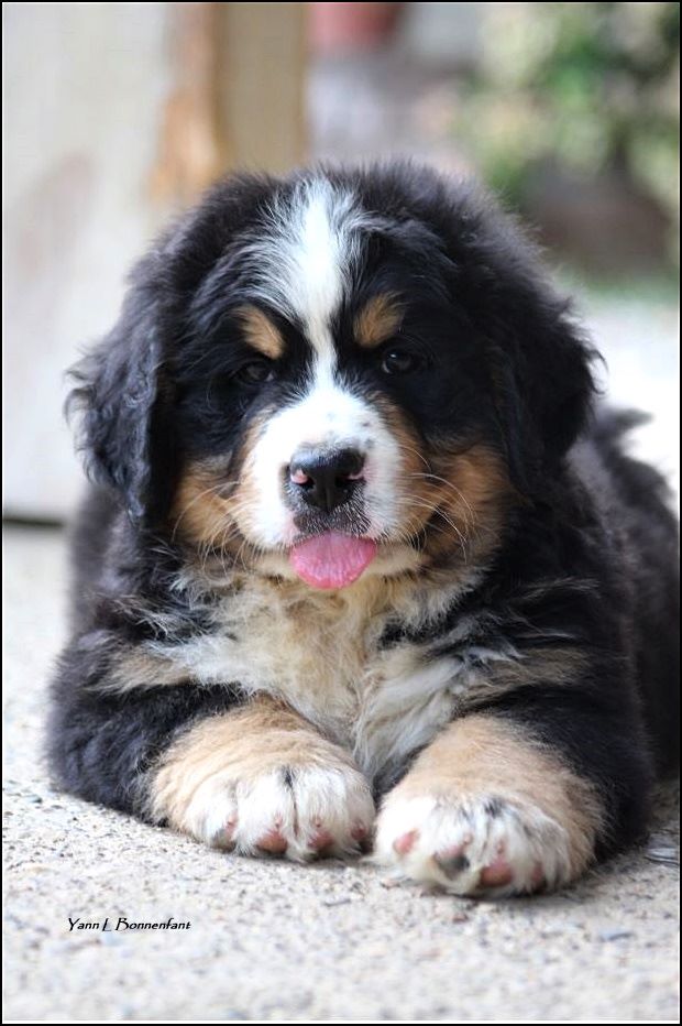 Pendragon King D'Aïnhoa