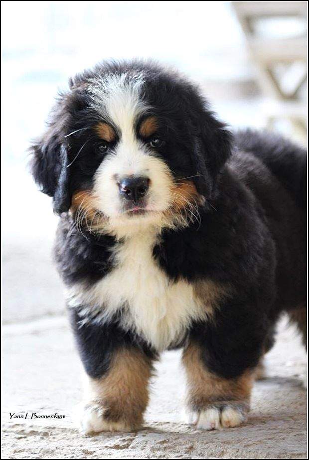 Peter Pan rêveur D'Aïnhoa