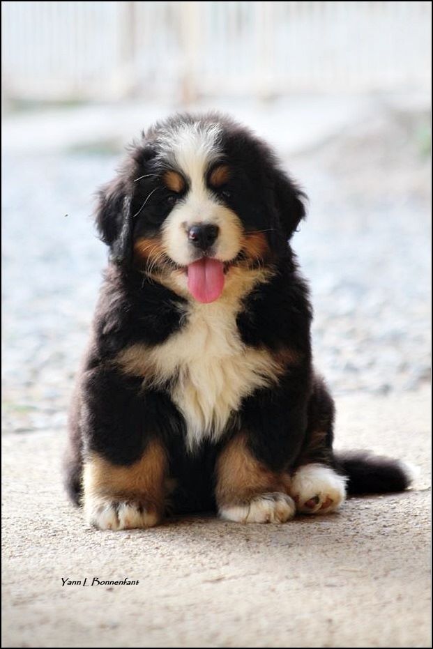 Peter Pan rêveur D'Aïnhoa