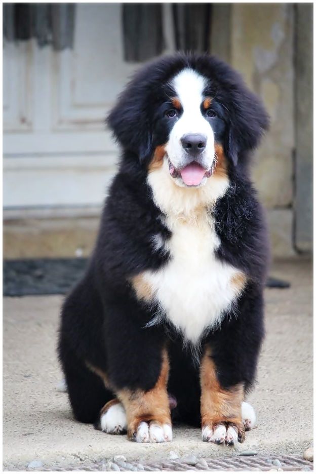 Accueil Elevage D'Ainhoa eleveur de chiens Bouvier bernois