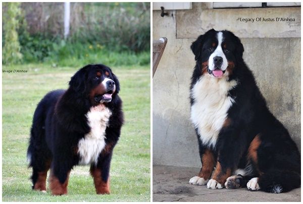 Accueil Elevage D Ainhoa Eleveur De Chiens Bouvier Bernois