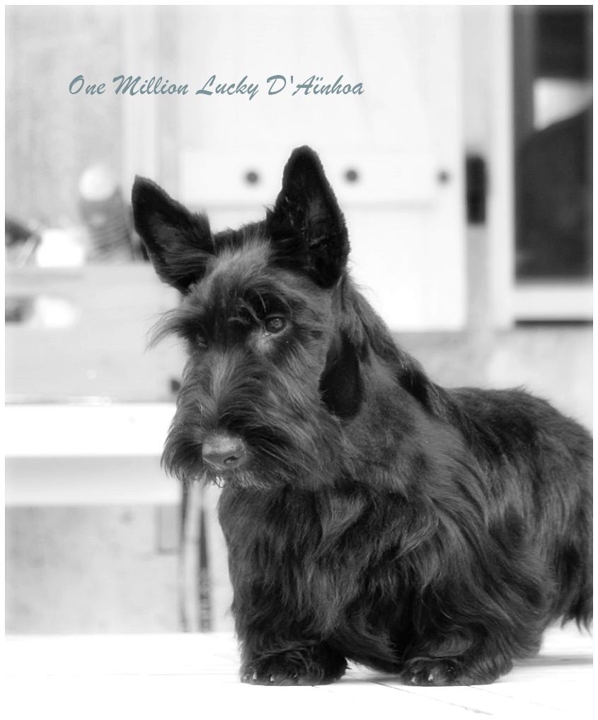 Accueil Elevage D Ainhoa Eleveur De Chiens Scottish Terrier