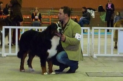 Dustin D'Ainhoa - 1er EXCELLENT Resérve de CACS