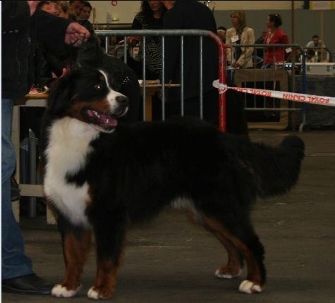 Dustin D'Ainhoa - 1er TRES BON