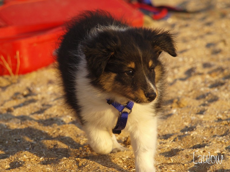 Hurry up du Clan Castelau